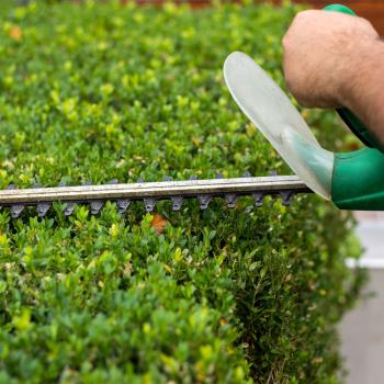Image for King's Trees, Edmonton Alberta Tree Care Service with ID of: 6827637