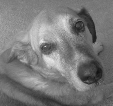 Image for Forever Loved Veterinary Services with ID of: 6827909