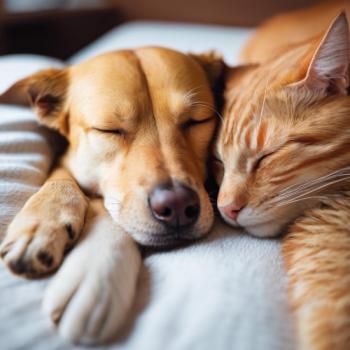 Image for Forever Loved Veterinary Services with ID of: 6827911