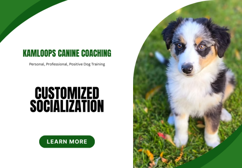 Image for Kamloops Canine Coaching with ID of: 6830018