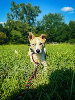 Image for Off Leash K9 Training, Richmond with ID of: 6833494