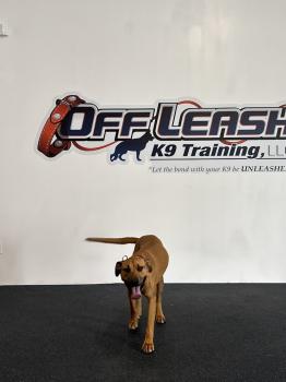 Image for Off Leash K9 Training, Richmond with ID of: 6833495