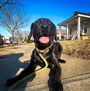 Image for Off Leash K9 Training, Richmond with ID of: 6833496