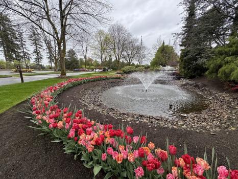 Image for blüm Luxury Gardens with ID of: 6833706
