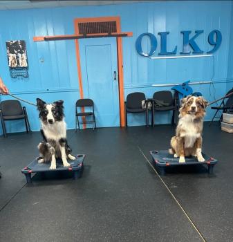 Image for Off Leash K9 Training, Fredericksburg with ID of: 6834112