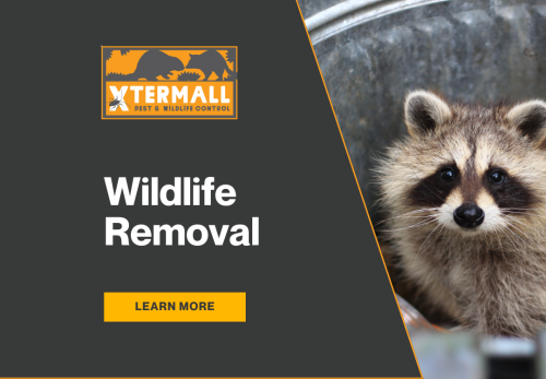 Image for Xtermall Pest & Wildlife Control with ID of: 6834306