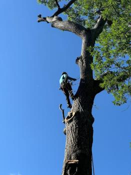 Image for JMS Tree Service with ID of: 6836154