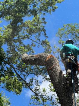Image for JMS Tree Service with ID of: 6836162
