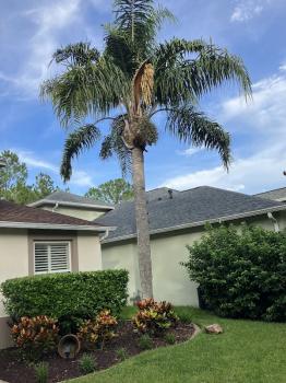 Image for Green Roots with ID of: 6837159