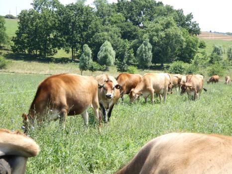 Image for Noble Pastures LLC with ID of: 6837686