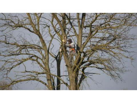 Image for Complete Tree Removal with ID of: 6840034