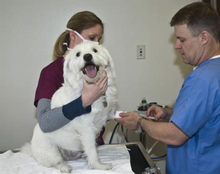 Image for Patterson Veterinary Hospital with ID of: 6840331