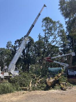 Image for Santiam Tree Service with ID of: 6842855