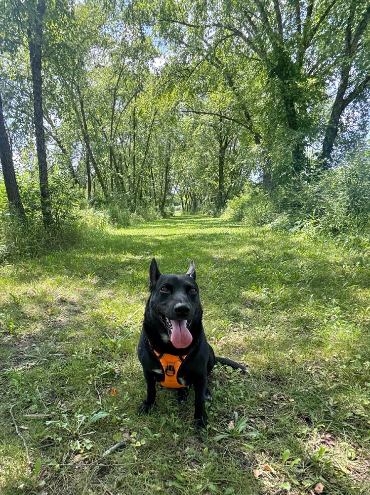 Image for FurAmor - Wheaton with ID of: 6842968