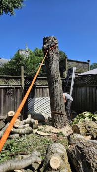 Image for Rope Gun Tree Service with ID of: 6843111