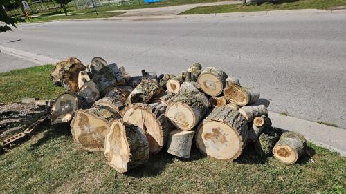 Image for Rope Gun Tree Service with ID of: 6843121