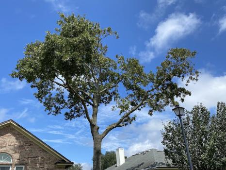 Image for Bushor's Tree Surgeons with ID of: 6844997