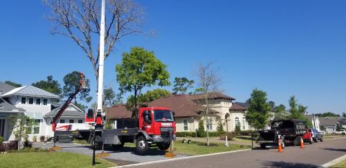 Image for Bushor's Tree Surgeons with ID of: 6844998