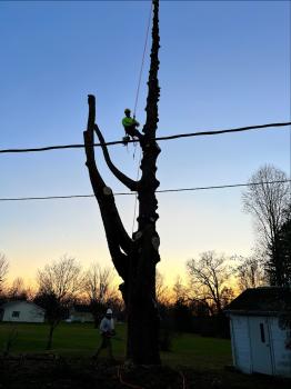 Image for Apex Tree Works LLC with ID of: 6850784