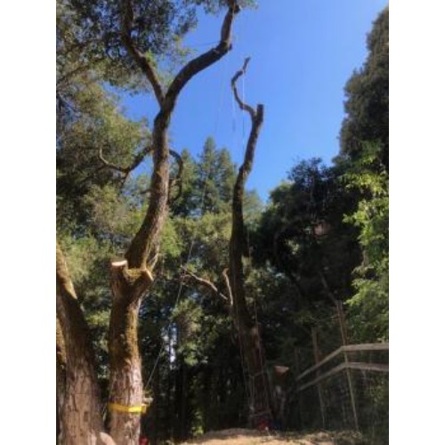 Image for Adney Tree Service with ID of: 6851252