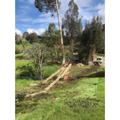 Image for Adney Tree Service with ID of: 6851253