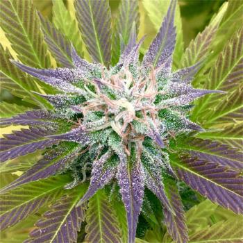 Image for The Seed Fair Cannabis Seeds with ID of: 6852567