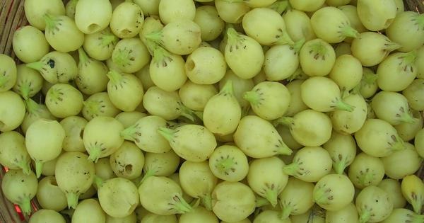 Image for Setting Up a Successful Liquor from Mahua Flower Manufacturing Plant Project Report: Business Plan with ID of: 6959001
