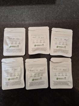Image for The Seed Fair Cannabis Seeds with ID of: 6854125