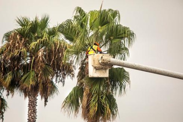 Image for GVM Tree Services with ID of: 6854937