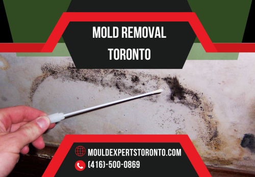 Image for MOLD REMOVAL TORONTO LTD with ID of: 6855230
