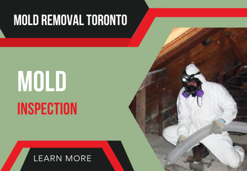 Image for MOLD REMOVAL TORONTO LTD with ID of: 6855234