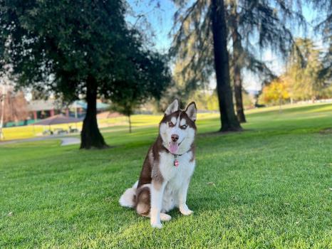 Image for Off Leash K9 Southern CA with ID of: 6855688