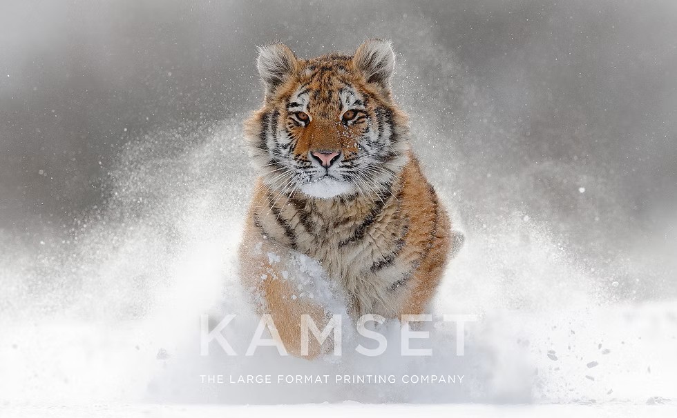 Image for Kamset with ID of: 6864582