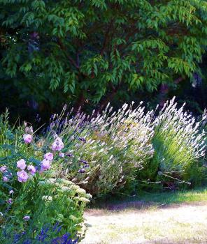 Image for Botania Garden Design with ID of: 6865909