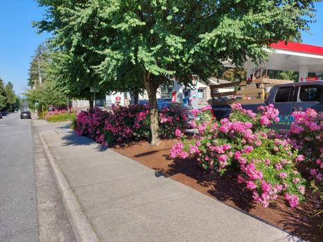 Image for Pilkington Lawn and Landscape with ID of: 6869815