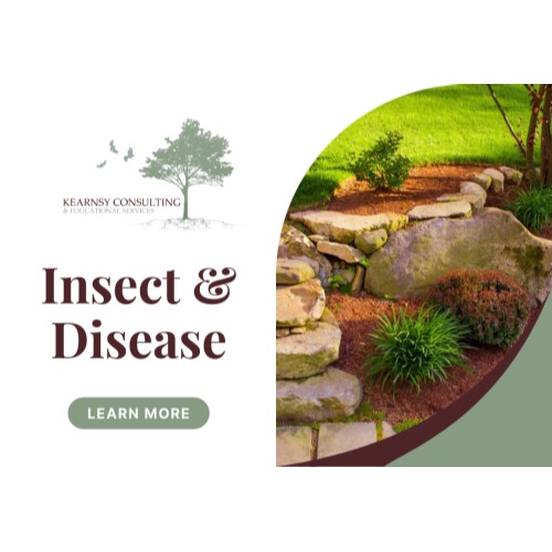 Image for Kearnsy Consulting and Educational Services with ID of: 6869892