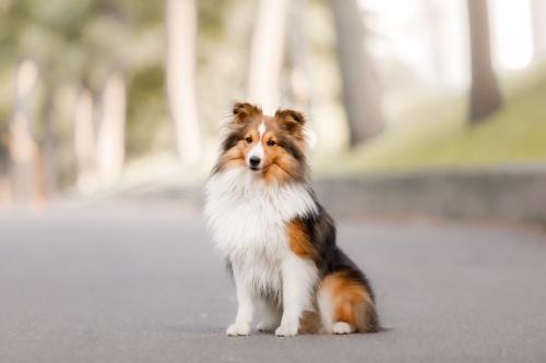 Image for North Pointe Veterinary Hospital with ID of: 6871807