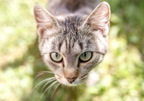 Image for North Pointe Veterinary Hospital with ID of: 6871808