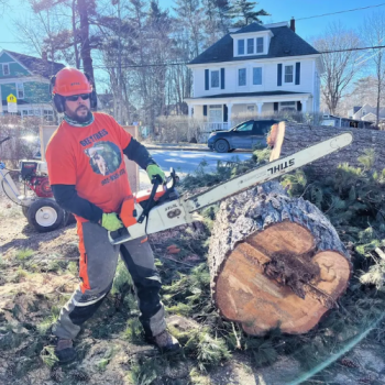 Image for Gee's Trees with ID of: 6872037