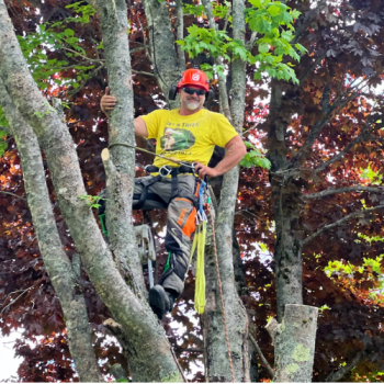 Image for Gee's Trees with ID of: 6872040