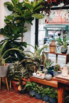 Image for PlantShed with ID of: 6872754