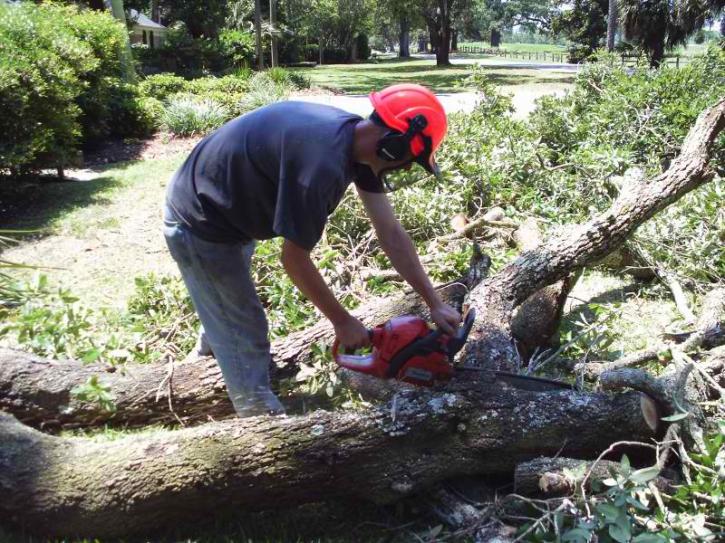 Image for Totally Trees with ID of: 697587
