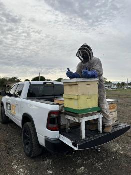 Image for Mega Bee Rescues & Pest Control with ID of: 6883778