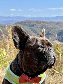 Image for Dr. Phillips Animal Hospital with ID of: 6884010