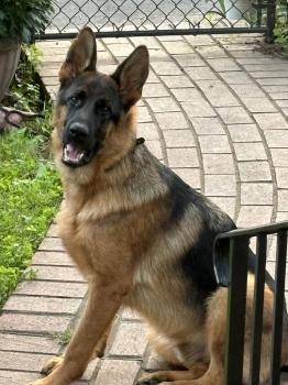 Image for Kodiak K9 Training with ID of: 6884321