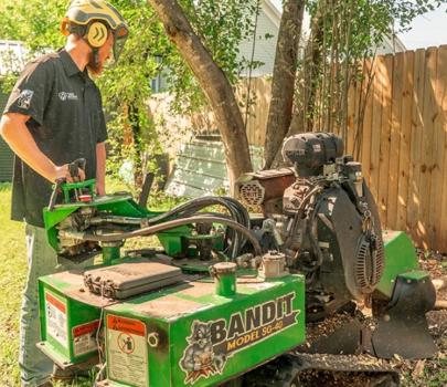 Image for Tree Scouts Tree Service with ID of: 6884370