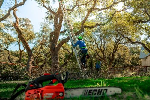Image for Tree Scouts Tree Service with ID of: 6884372