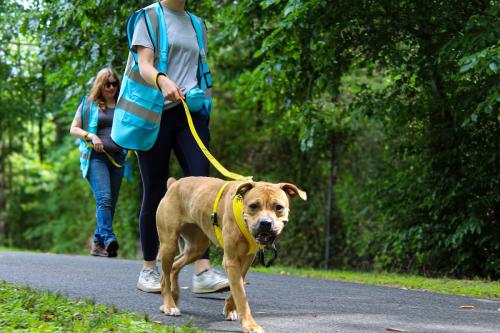 Image for Tuckered Out Dog Walking with ID of: 6885891