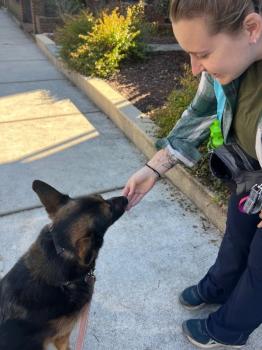 Image for Tuckered Out Dog Walking with ID of: 6885898