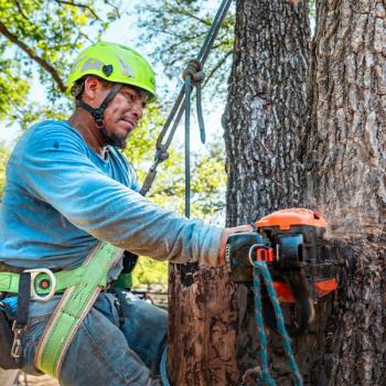 Image for Tree Scouts Tree Service Leander with ID of: 6886034